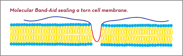 Molecular band-aid